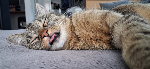 mlem