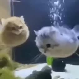 kisse kaloja