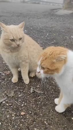 kissa sen sanoi neljältä aamuyöstä