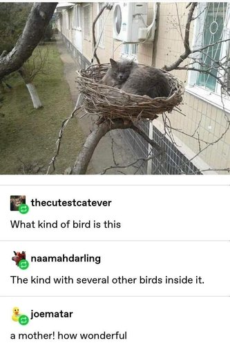 pesässä